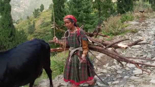 MANALI, INDIA - 26 SEPT 2016: A woman carries firewood in the village and leads cows — Stock Video