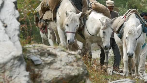 Manali, indien - 28 sept 2016: himalayan stepherds lead horses caravan with goods in the mountains — Stockvideo