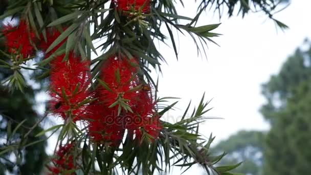 WASP sklepu Miodowej z czerwony kwiat, zwolnionym tempie — Wideo stockowe