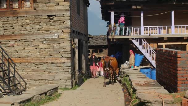 Manali, Indien - 28 Sept 2016: Indisk kvinna leder korna i indisk by, Himachal Pradesh, Kulludistriktet Valley — Stockvideo