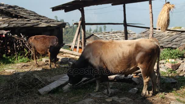 Vacas pastando no quintal de uma aldeia indiana, Himachal Pradesh, Vale do Kullu — Vídeo de Stock