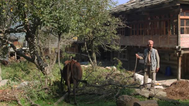 Manali, India - 28 Sept 2016: een onbekende oude man staat met grazende koeien in het indianendorp, Himachal Pradesh, Kullu Valley — Stockvideo