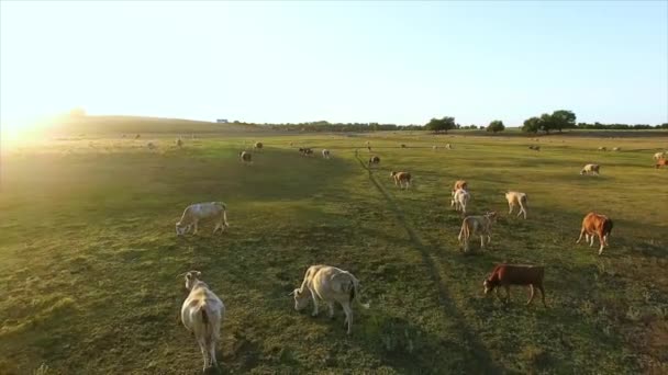Flygfoto över sommar landskap med betande kor. Stockvideo