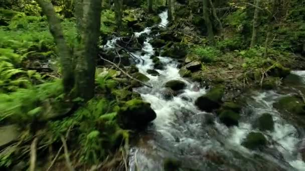 Гірський струмок у лісі — стокове відео