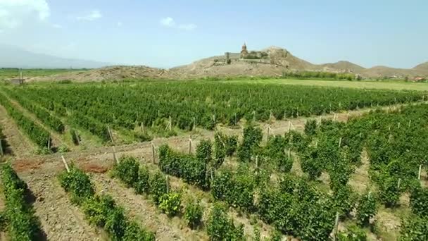 De wijngaard aan de voet van Khor Virap — Stockvideo