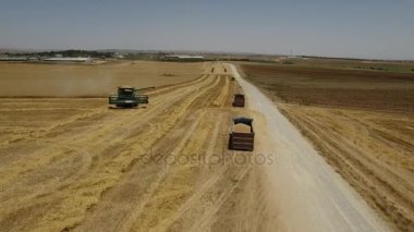 Hasat kaldırır olgun buğday, havadan görünümü
