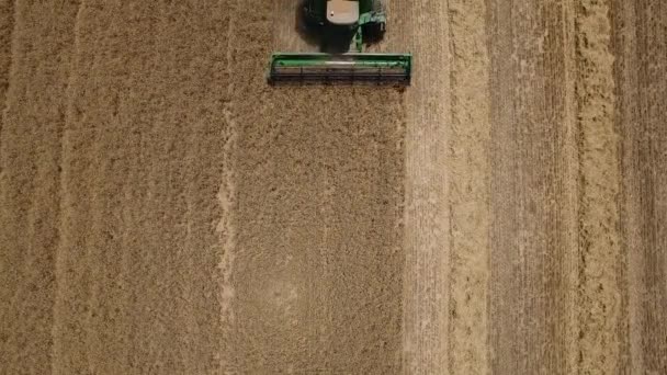 Kombajn odstraní zralé pšenice, letecký pohled — Stock video