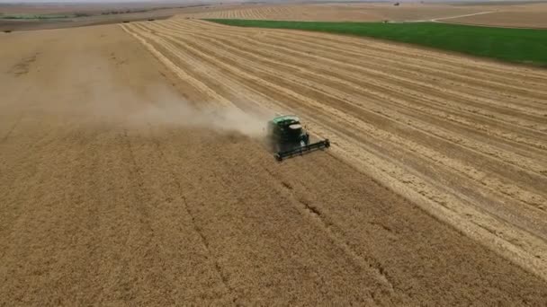 Kombajn odstraní zralé pšenice, letecký pohled — Stock video