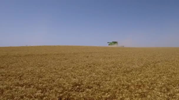 Skördaren tar bort av moget vete, Flygfoto — Stockvideo