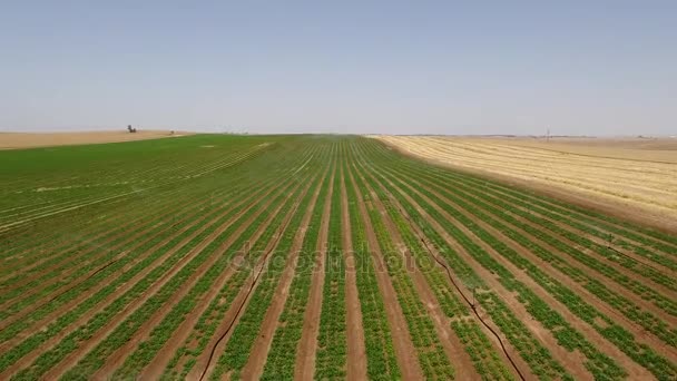 在以色列沙漠灌溉系统 — 图库视频影像
