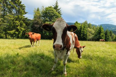 Almanya'da bir çayırda güneşli bir günde otlatma genç inek.