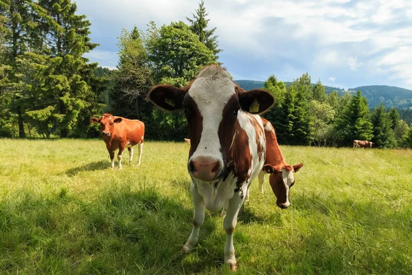Almanya'da bir çayırda güneşli bir günde otlatma genç inek.
