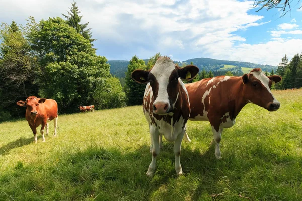 Almanya'da bir çayırda güneşli bir günde otlatma genç inek.