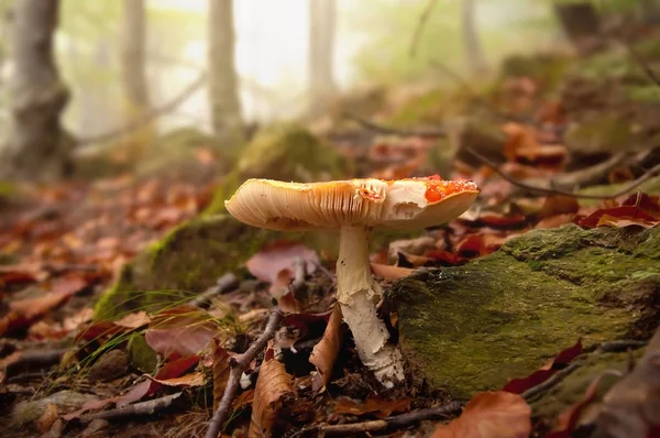 sisli ormanın içinde sinek agaric mantar