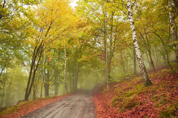 yol sisli ormanında sonbahar