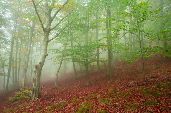 Beech forest in autumn with thick fog Royalty Free Stock Images