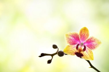 küçük renkli orkide