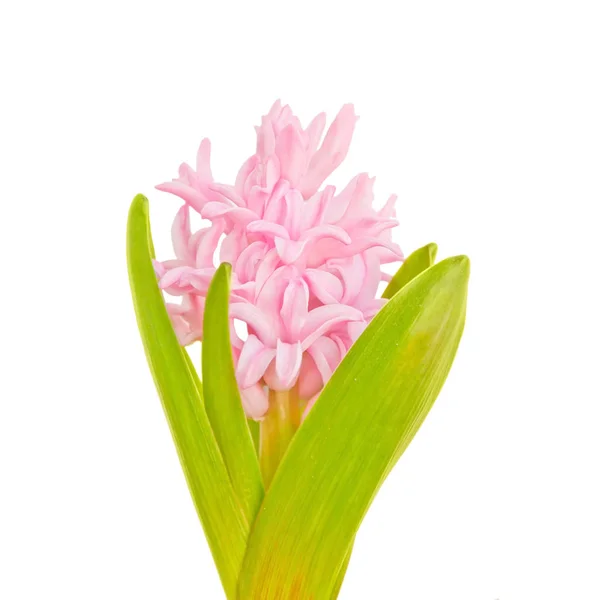 beyaz zemin üzerine pembe sümbül