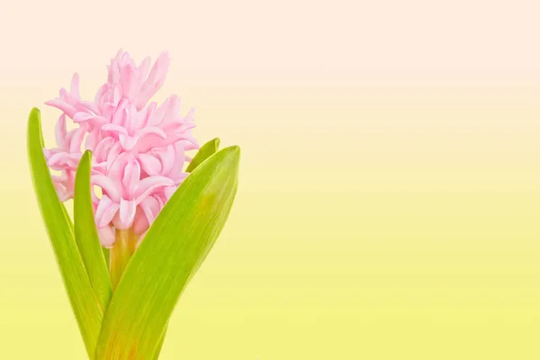 renkli arka plan üzerinde pembe sümbül
