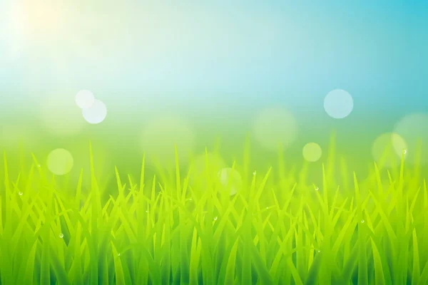 Taze yetişkin bahar çimen çiy damlaları ve bokeh etkisi ile gerçekçi illüstrasyon