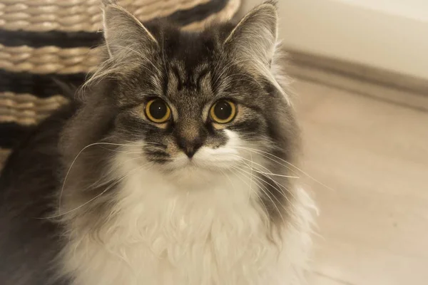 Pequeño Gatito Siberiano Gato Mirándote —  Fotos de Stock