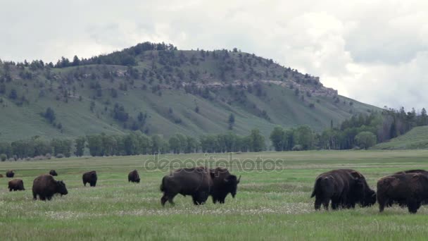 Twee vechtende buffels in een kudde — Stockvideo