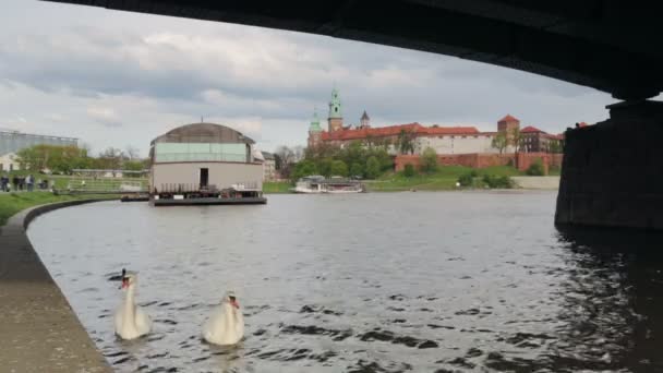 Vackra, vita svanar nära slottet Wawel i Kraków, Poland — Stockvideo