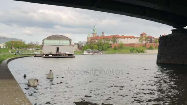 Krásné, bílé labutě nedaleko hradu Wawel v Krakově, Polsko — Stock video