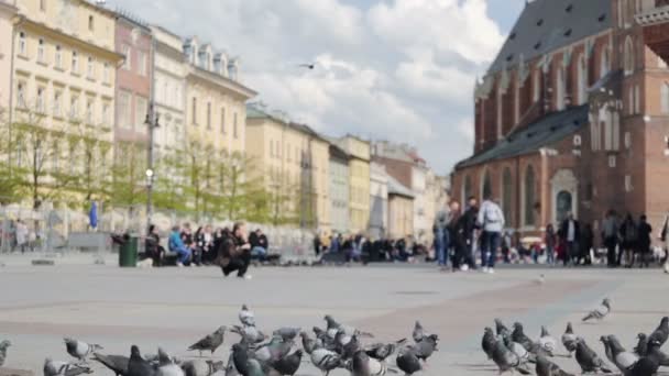 Pombos na praça do mercado de Cracóvia, Polônia — Vídeo de Stock