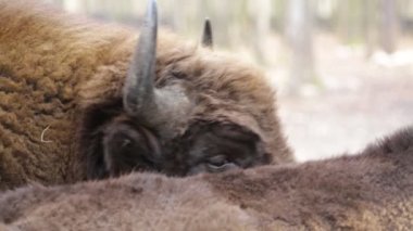 Bir bizon diğeri yalama