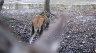 Ormandaki Beauliful Karaca