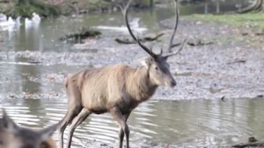 Ormanda hareket Beauliful Karaca