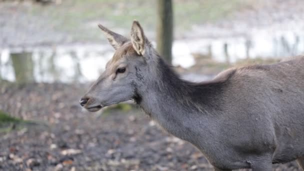 Beauliful ree in het bos — Stockvideo