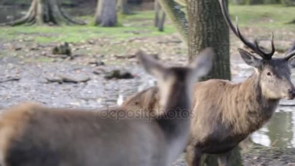 Прекрасный олень гуляет по лесу — стоковое видео