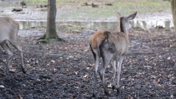 Beauliful roe i skogen — Stockvideo