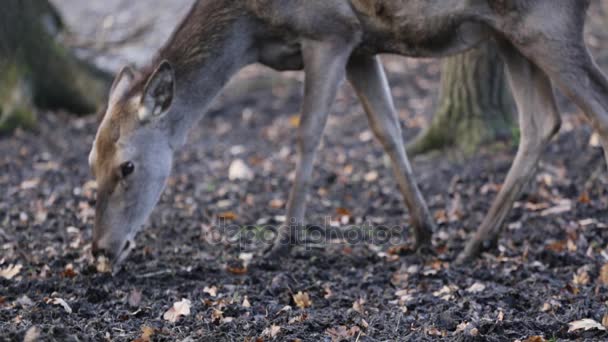 Schöne Rogen im Wald — Stockvideo