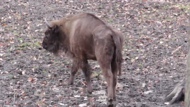 Close up van grote bison — Stockvideo