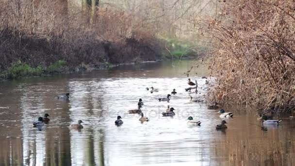 Anatre selvatiche su un fiume — Video Stock