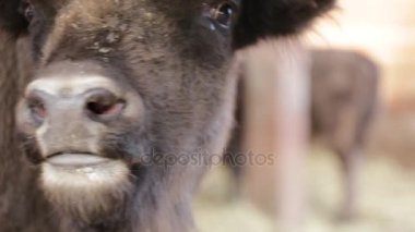 Genç büyük bison yakın çekim