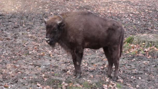 Büyük bison yakın çekim — Stok video