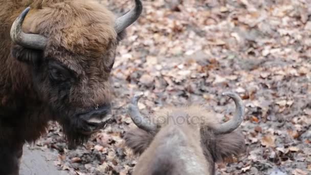 Närbild på två stora bisonoxar — Stockvideo