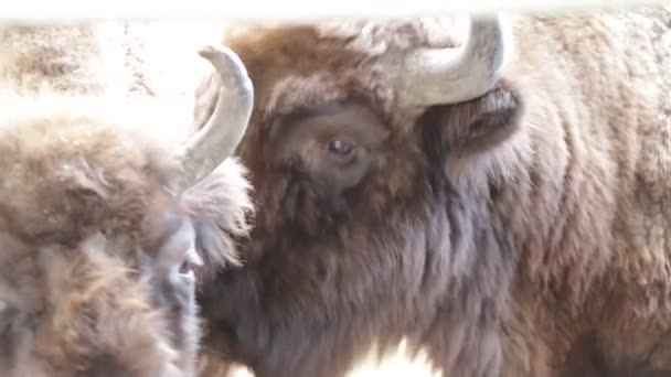 One bison licking the other one — Stock Video