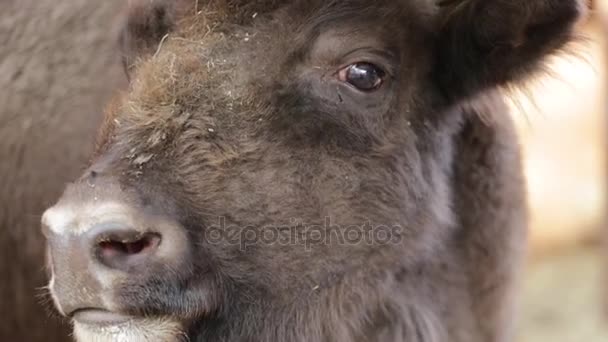 Närbild av unga stora bison — Stockvideo