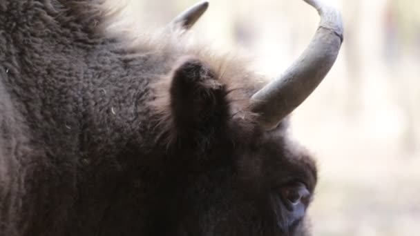 Close up of young big bison — Stock Video