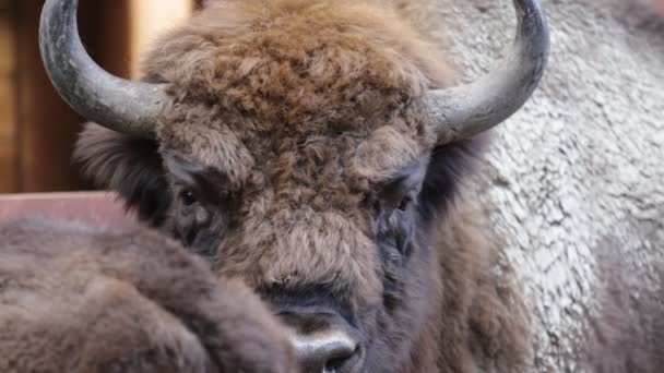 Close up of young big bison — Stock Video