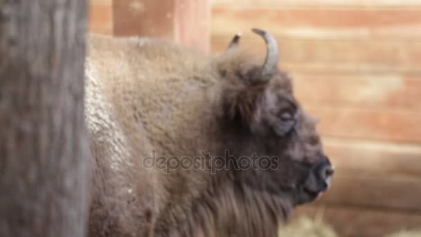 Närbild av unga stora bison — Stockvideo