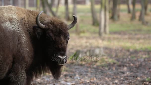 Close up of young big bison — Stock Video