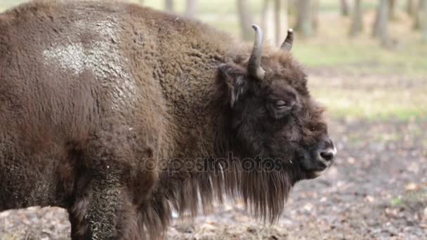 Genç büyük bison yakın çekim — Stok video