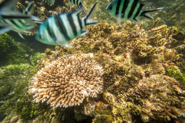 Escuela de peces y arrecifes de coral en Kenia — Foto de Stock