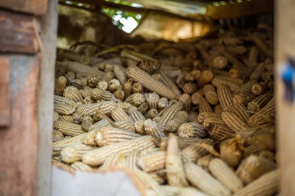 Stapel Maiskolben in afrikanischem Abstellraum — Stockfoto